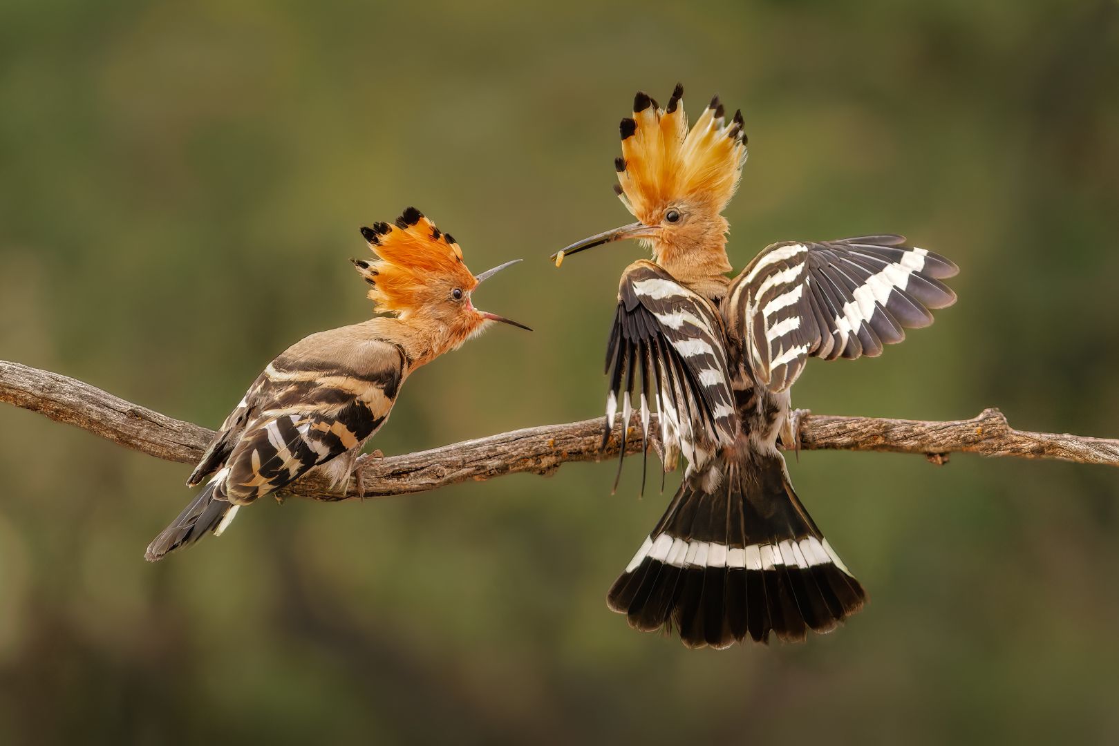 Julia Wainwright (England) Hoopoe Feeding Young